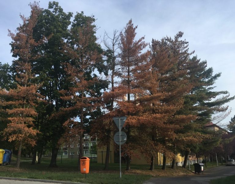 Letní zamyšlení nad klimatickými hrozbami v průmyslovém městě