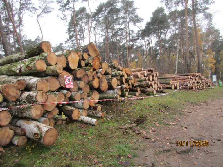 Kauzu lesa na Sahaře v Mladé Boleslavi má posoudit pochybný úředník