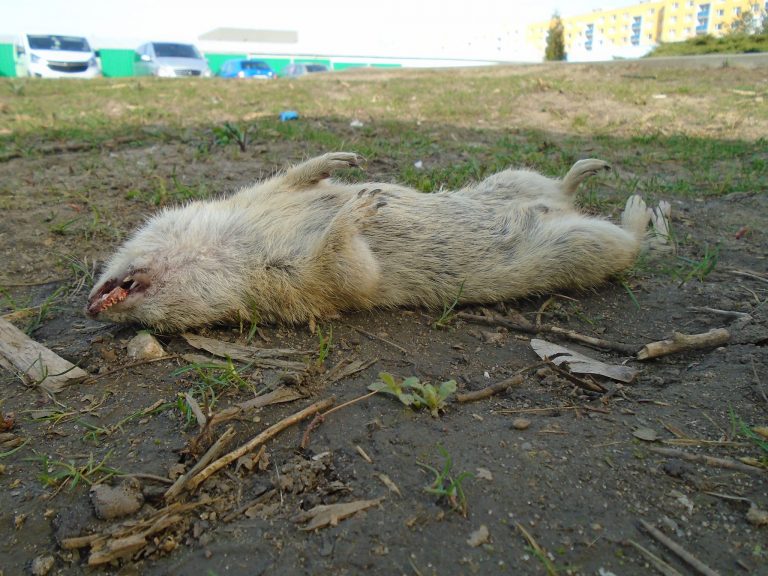 Sysli vymírají i rukou boleslavských úředníků